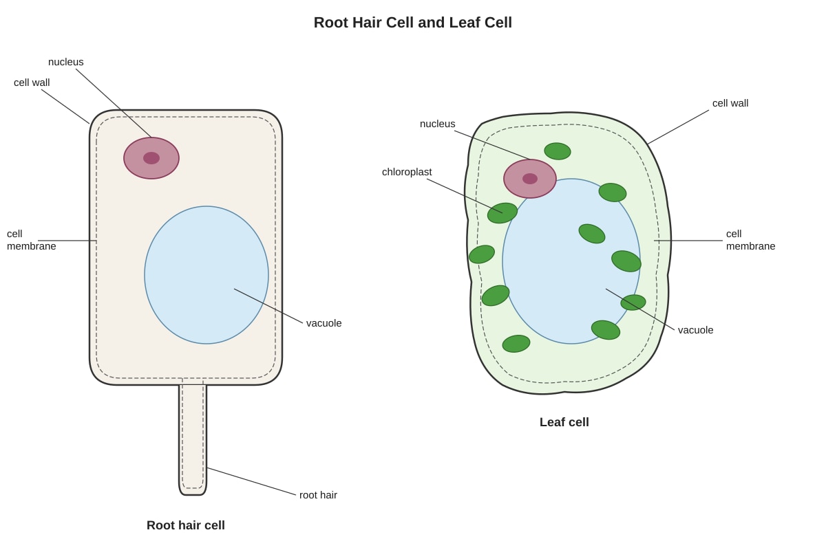 Diagram for Q26 (P6 Science)