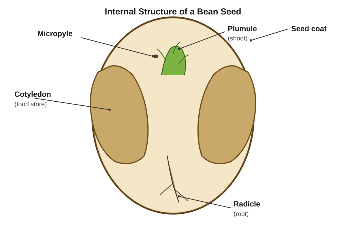 Diagram for Q12 (P6 Science)