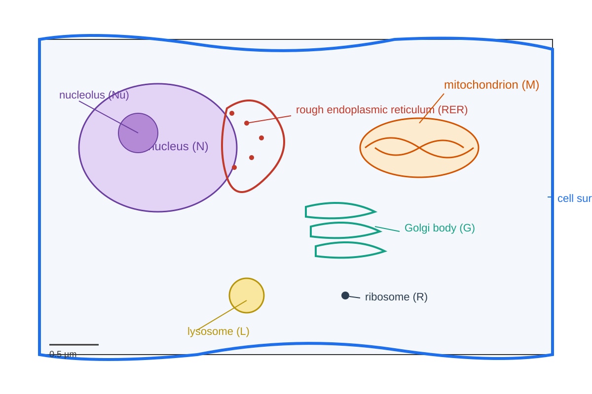 Diagram for Q9 (ALEVEL Biology H2)