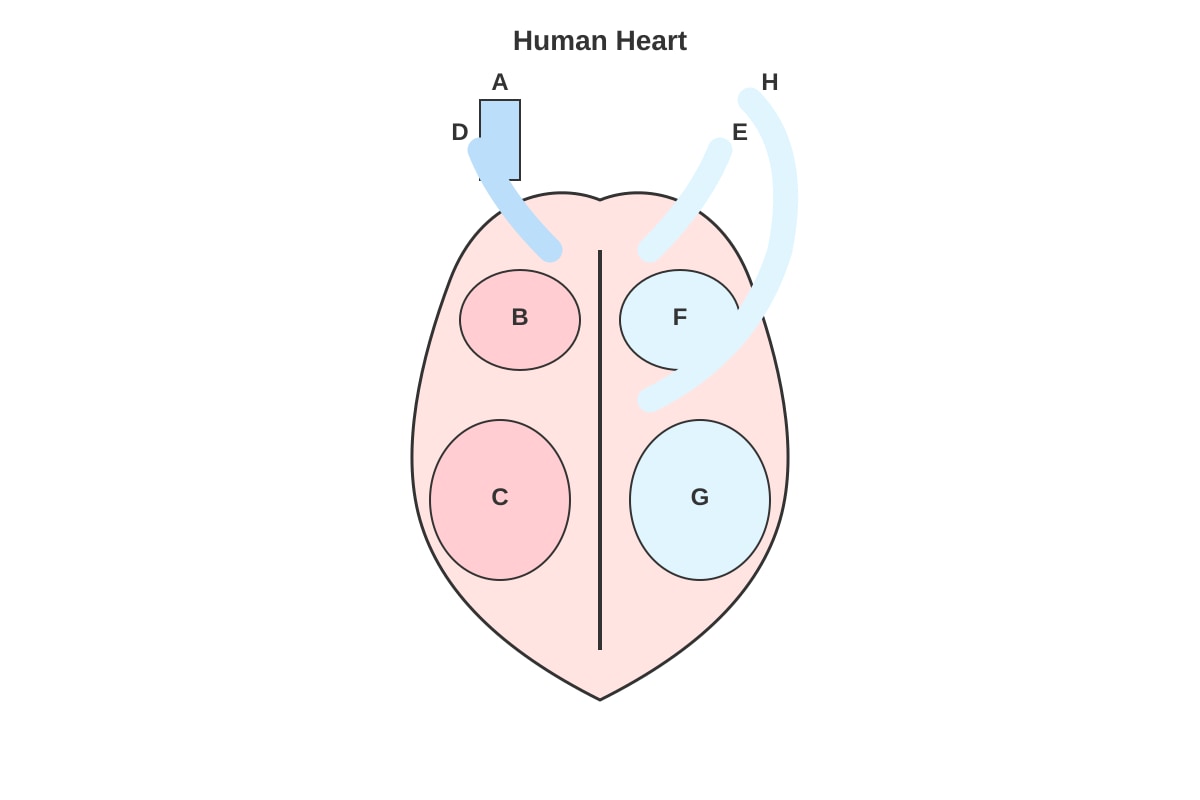 Diagram for placeholder 3 (SEC4 Combined Sci Bio)