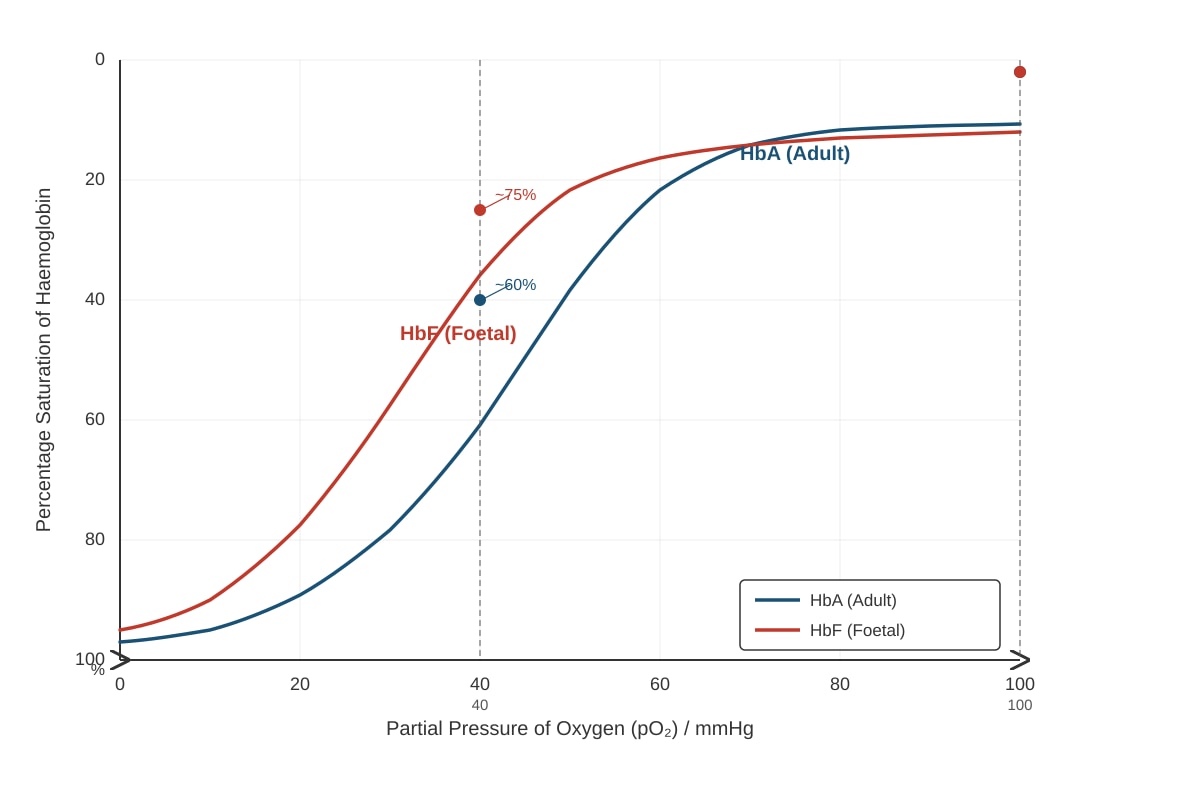 Graph for Q8 (ALEVEL Biology H1)