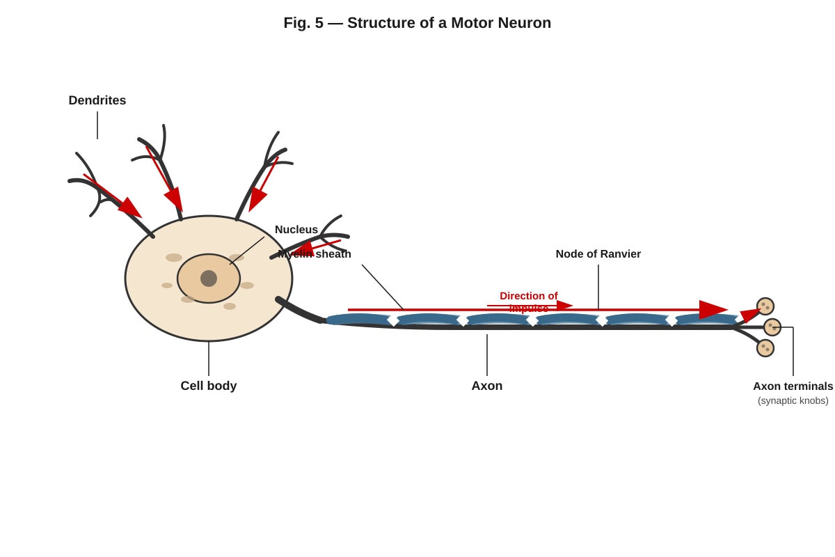 Diagram for Q10 (ALEVEL Biology H1)
