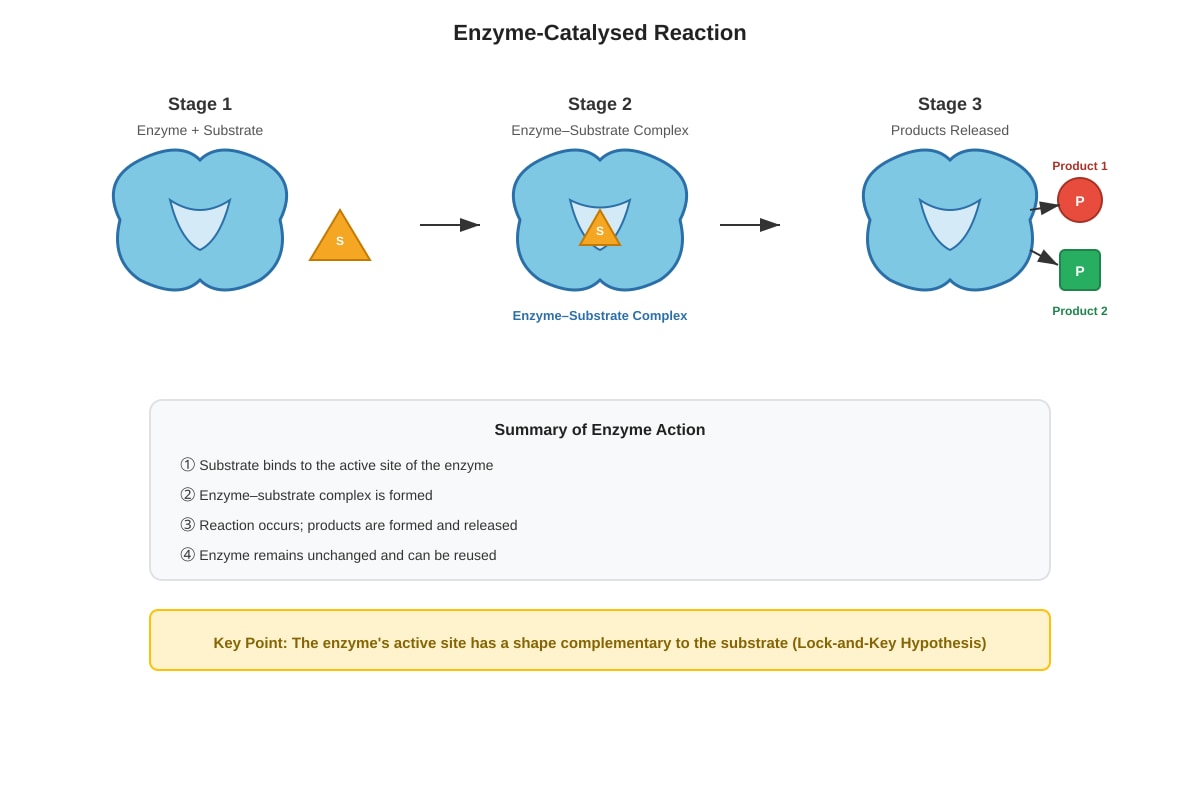Diagram for placeholder 1 (SEC4 Combined Sci Bio)