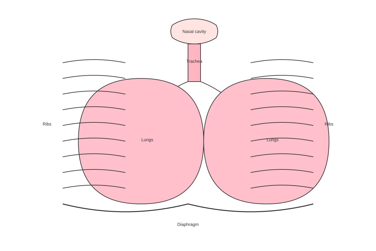 Diagram for Q16 (P6 Science)