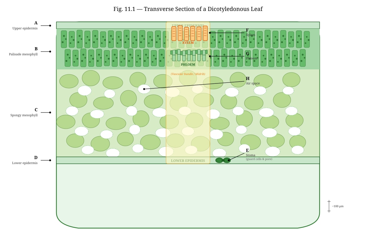 Diagram for Q11 (ALEVEL Biology H2)