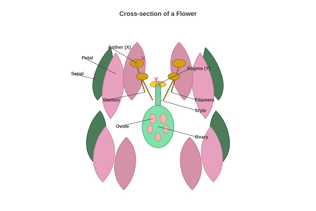 Diagram for Q17 (P5 Science)