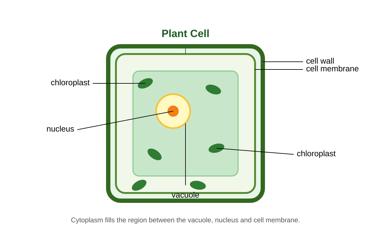 Diagram for Q14 (SEC4 Combined Sci Bio)