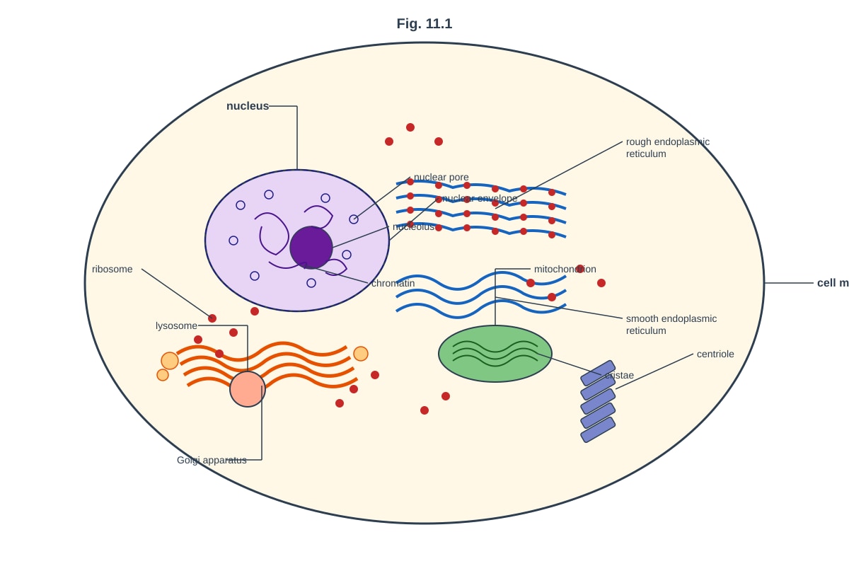Diagram for Q11 (ALEVEL Biology H2)