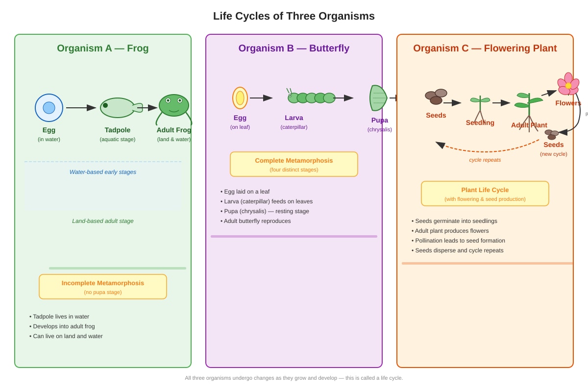 Diagram for Q23 (P6 Science)