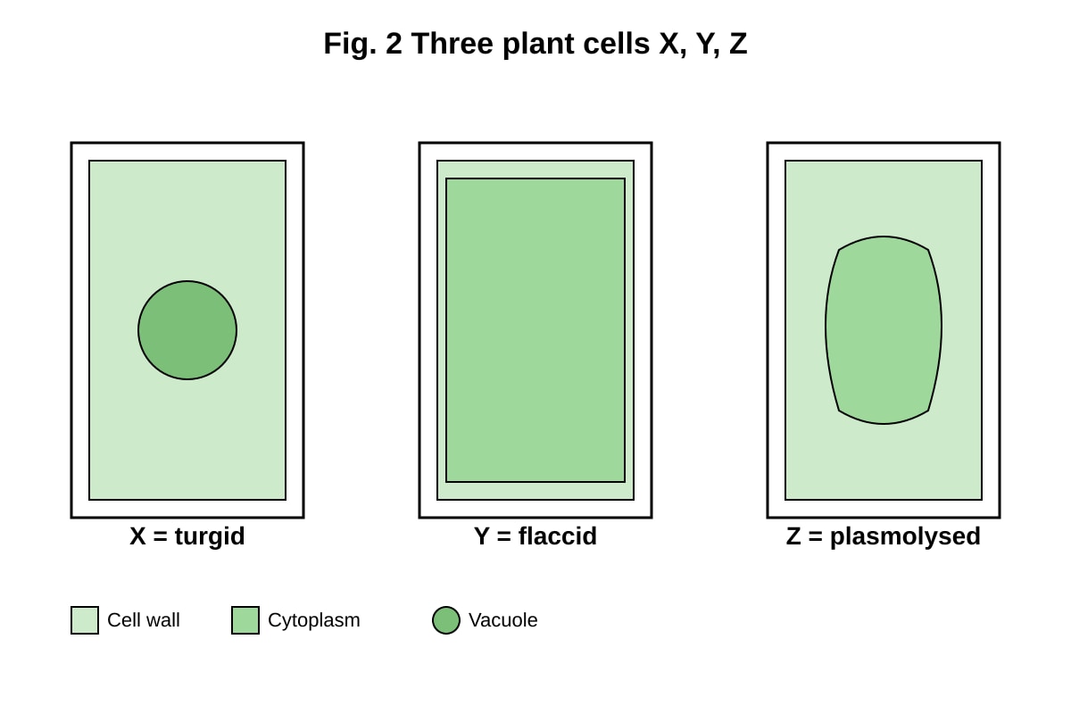 Diagram for Q14 (SEC4 Pure Biology)