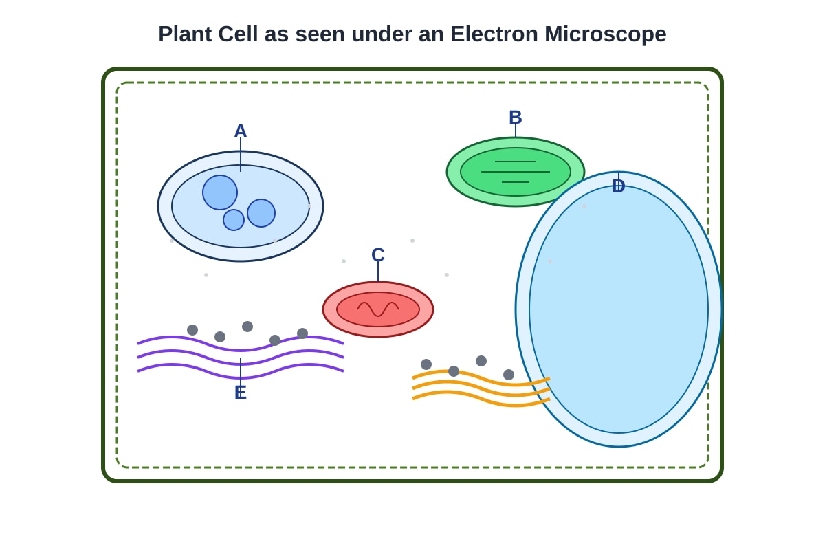 Diagram for placeholder 1 (OLEVEL Biology)