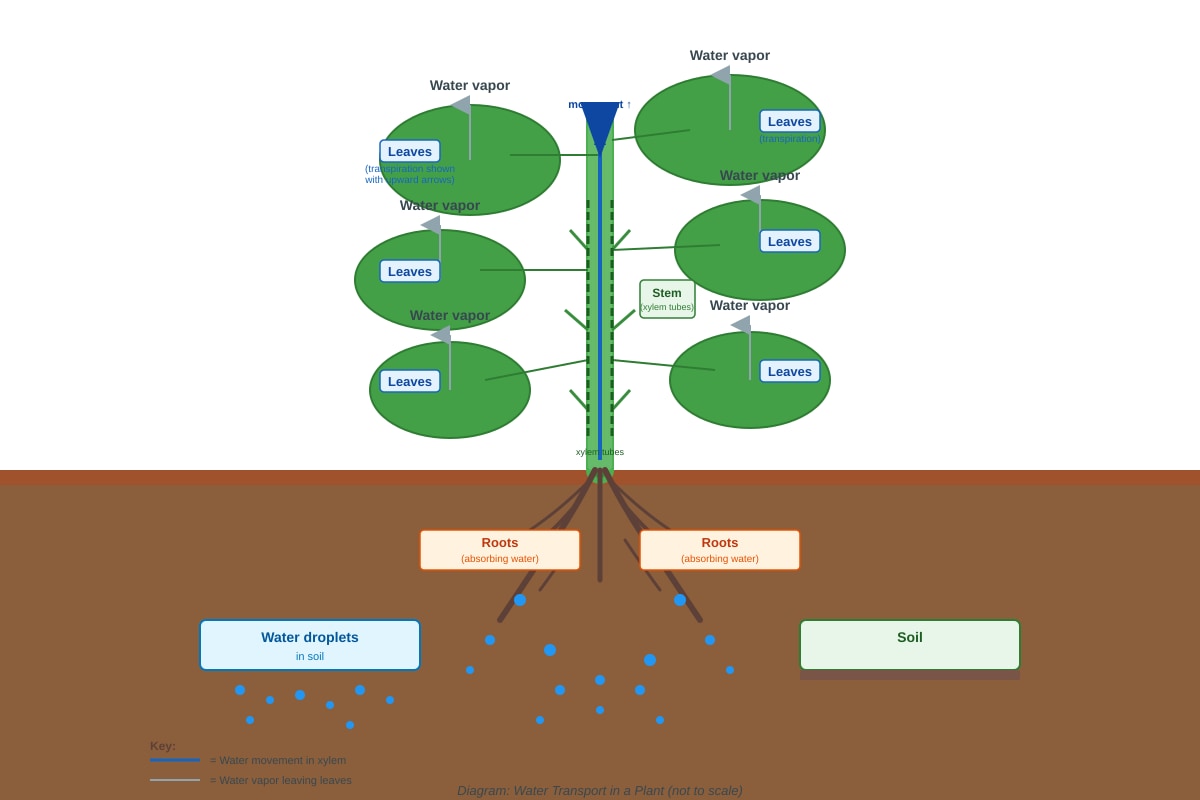 Diagram for Q12 (P3 Science)