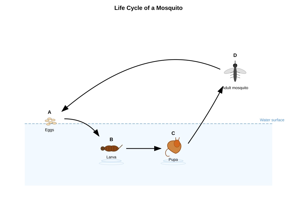 Diagram for Q1 (P4 Science)