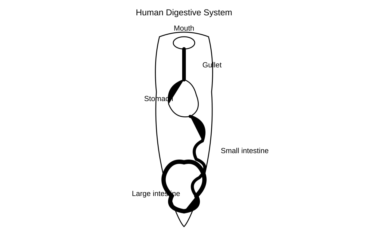 Diagram for Q18 (P4 Science)