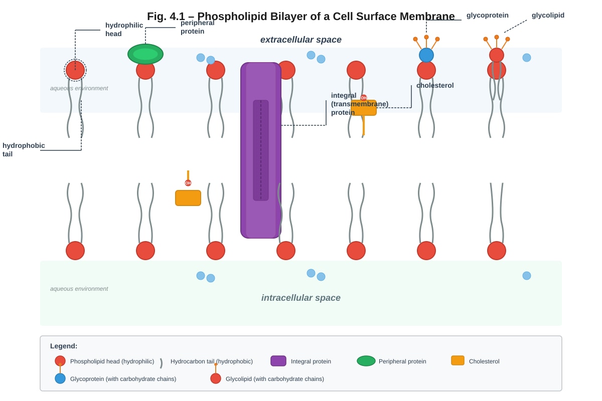 Diagram for Q4 (ALEVEL Biology H2)