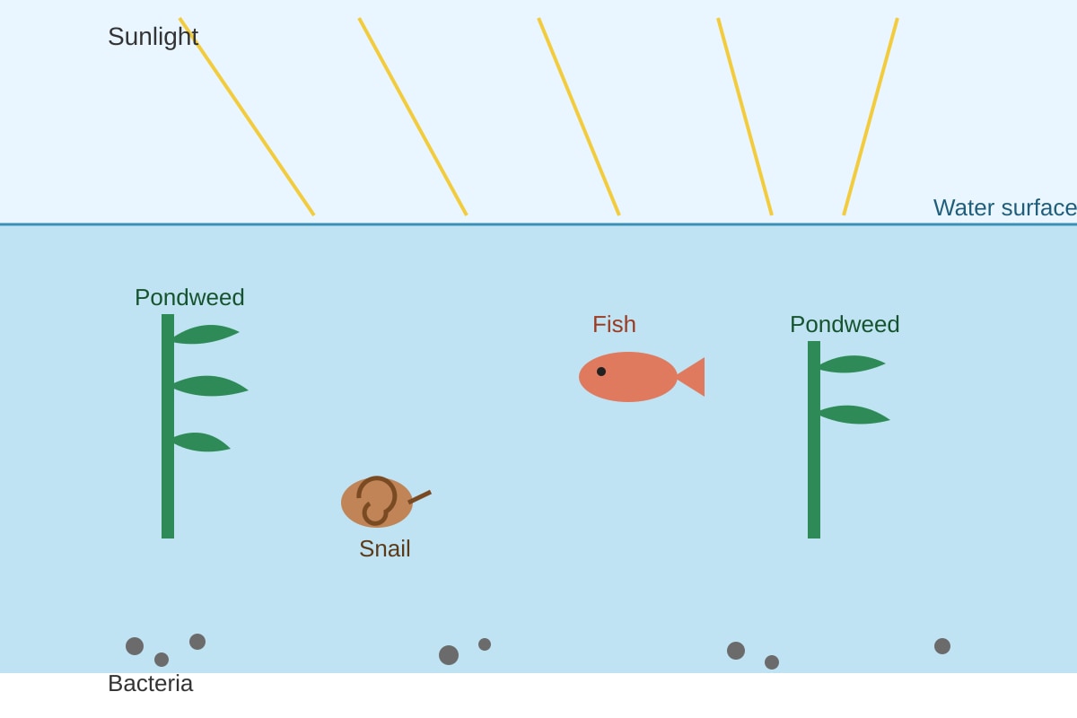 Diagram for Q19 (SEC3 Biology)