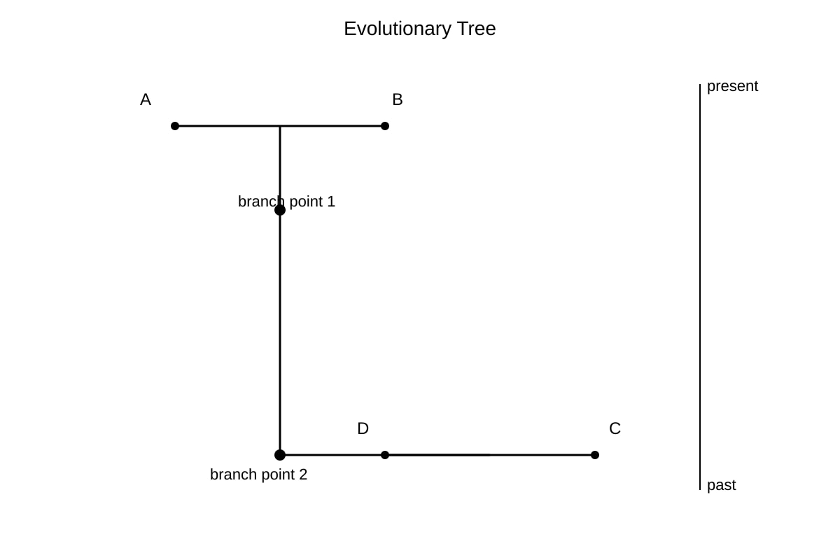 Diagram for Q12 (SEC3 Biology)