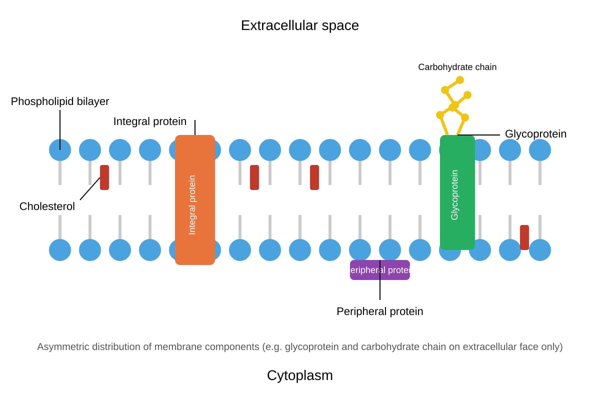 Diagram for Q11 (ALEVEL Biology H3)