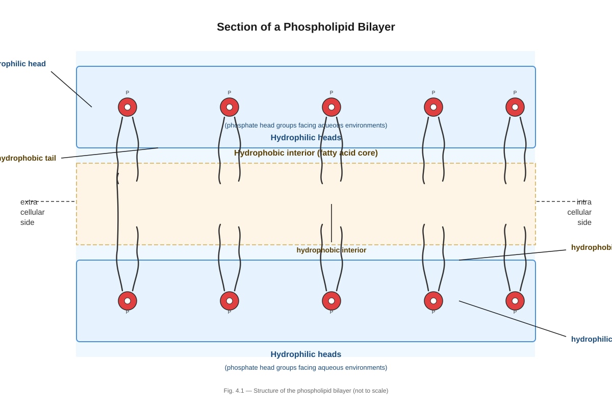 Diagram for Q4 (ALEVEL Biology H1)