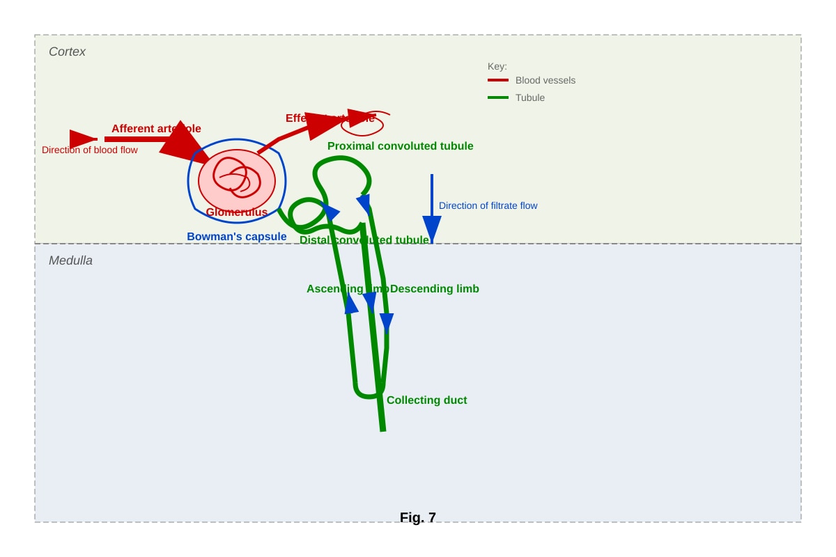 Diagram for Q19 (ALEVEL Biology H1)