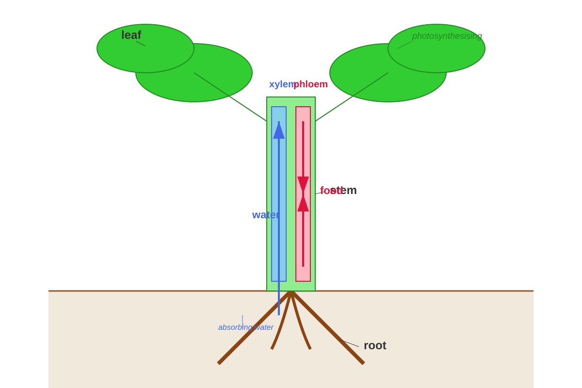 Diagram for Q20 (P5 Science)