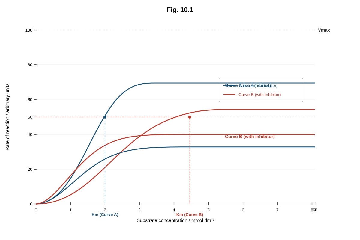Graph for Q10 (ALEVEL Biology H2)