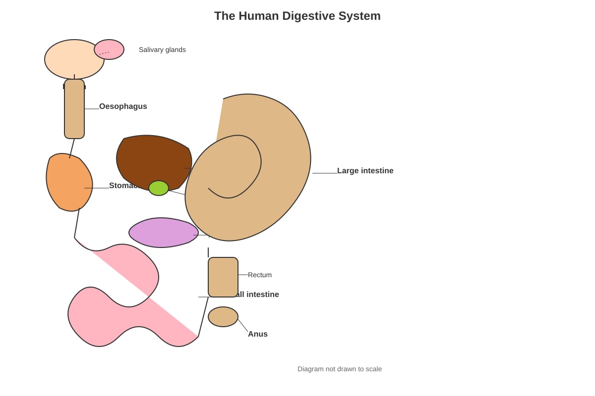 Diagram for Q40 (P6 Science)