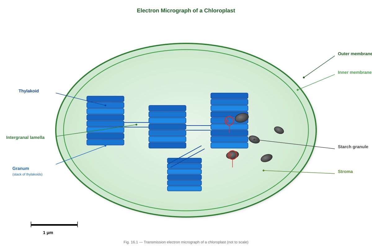 Diagram for Q16 (SEC3 Biology)