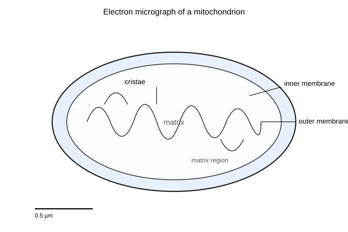 Experimental Setup for Q16 (OLEVEL Biology)