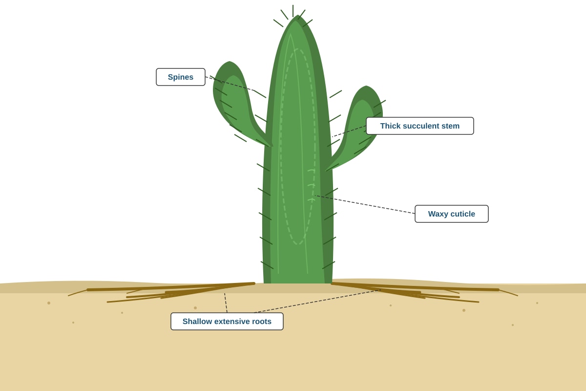 Diagram for Q38 (P6 Science)