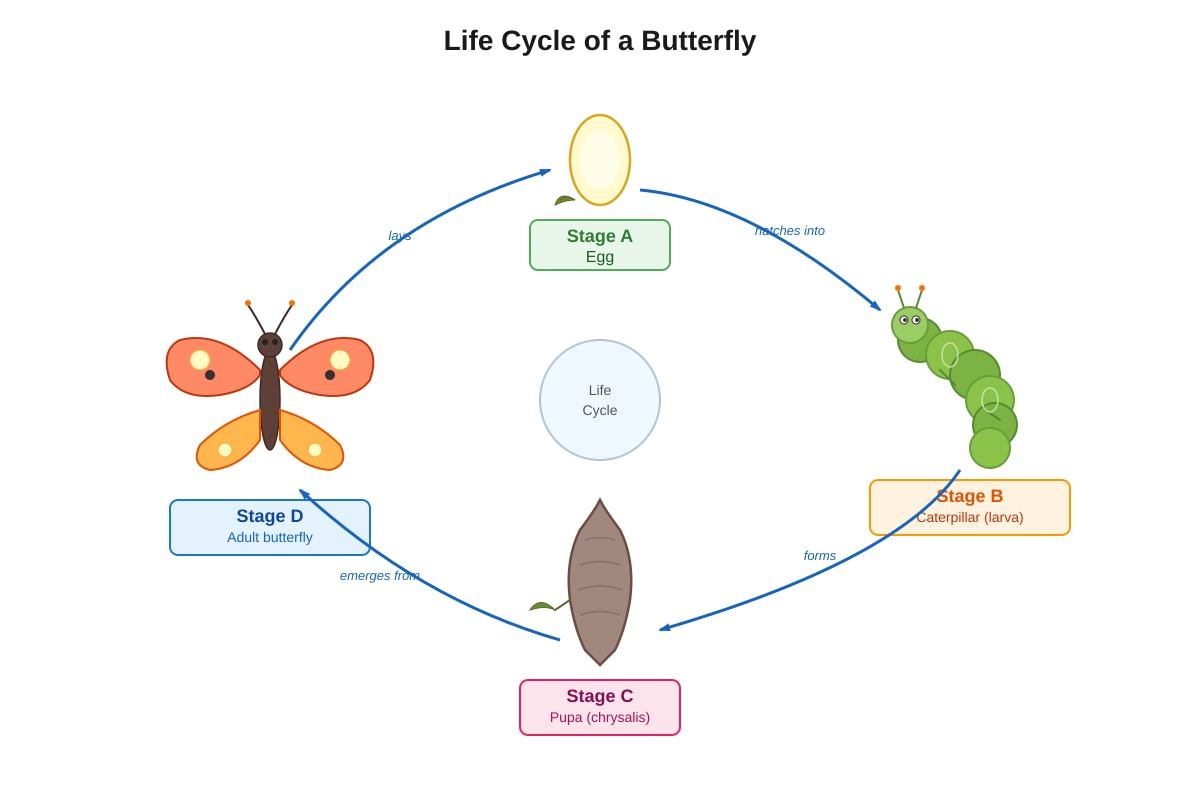 Diagram for Q16 (P3 Science)