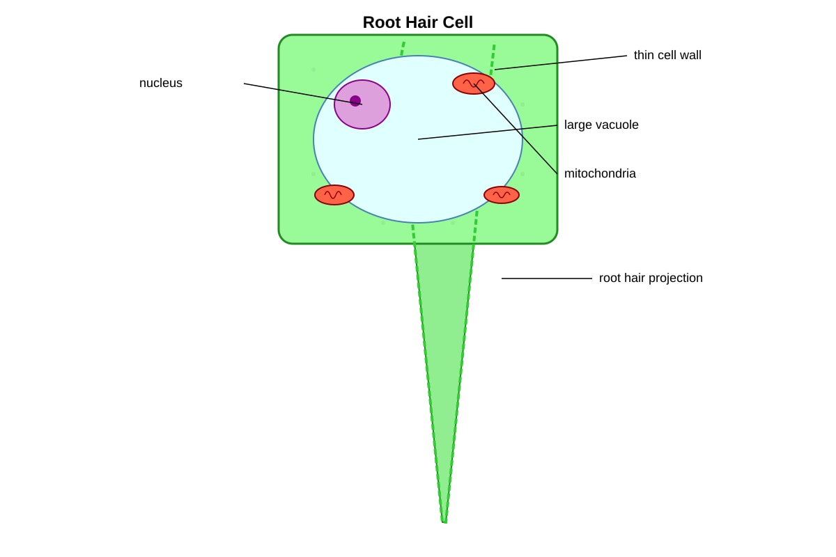 Diagram for Q5 (SEC1 Science)