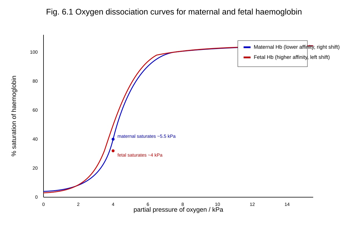 Graph for Q6 (ALEVEL Biology H2)