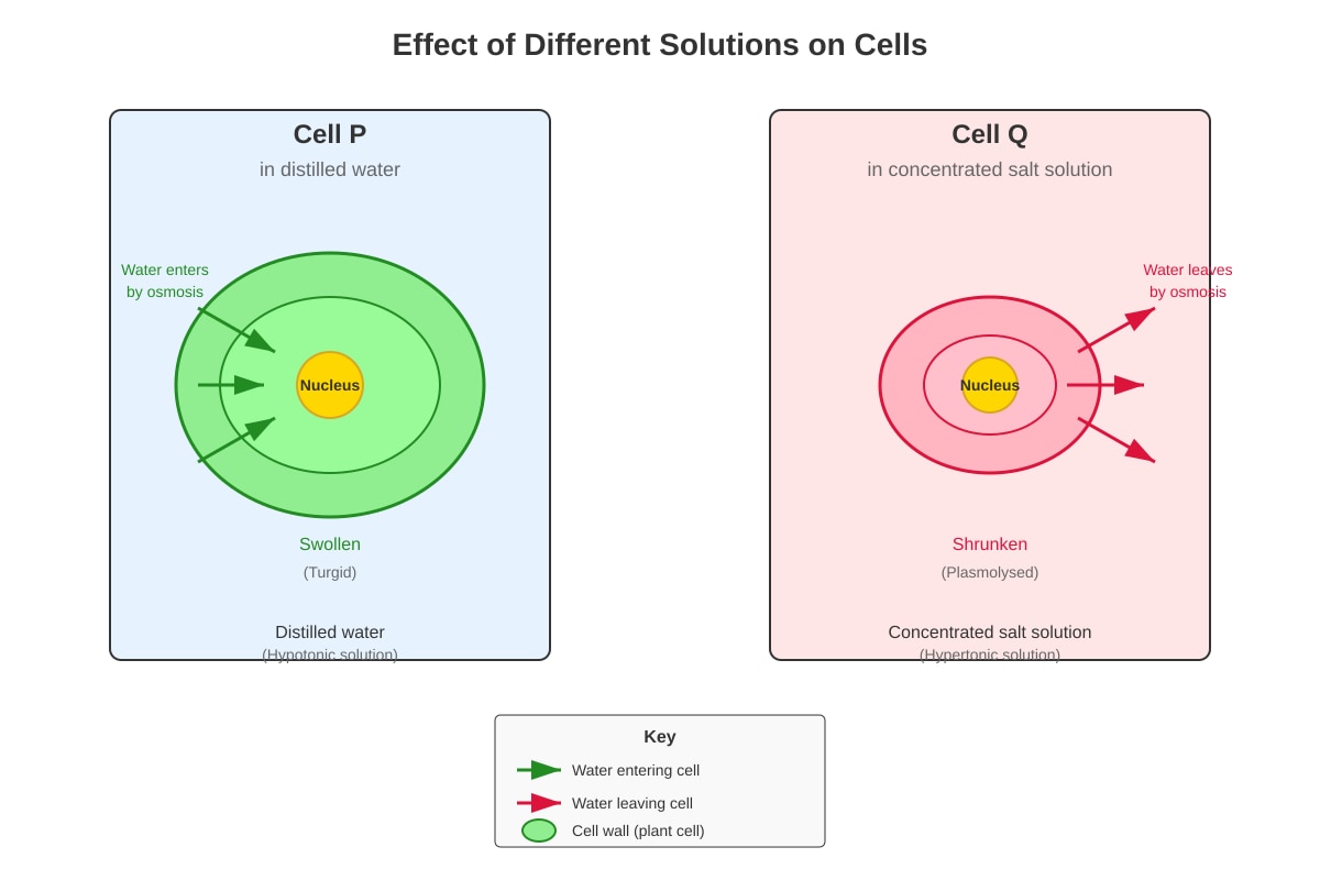 Diagram for placeholder 1 (SEC4 Combined Sci Bio)