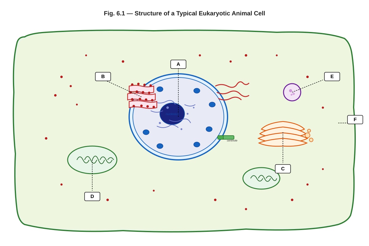 Diagram for Q6 (ALEVEL Biology H2)