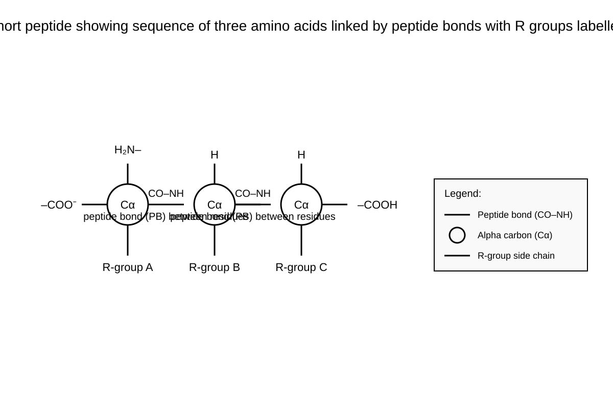 Diagram for Q13 (ALEVEL Biology H2)