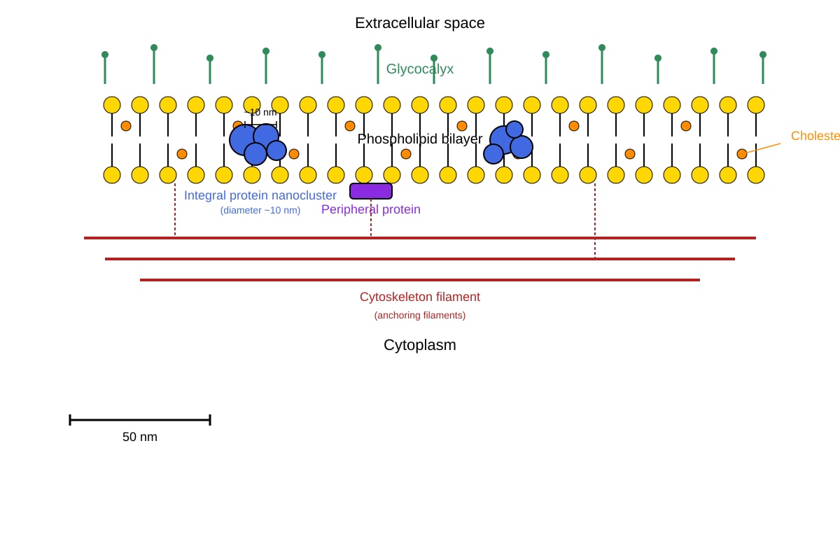 Diagram for Q1 (ALEVEL Biology H3)