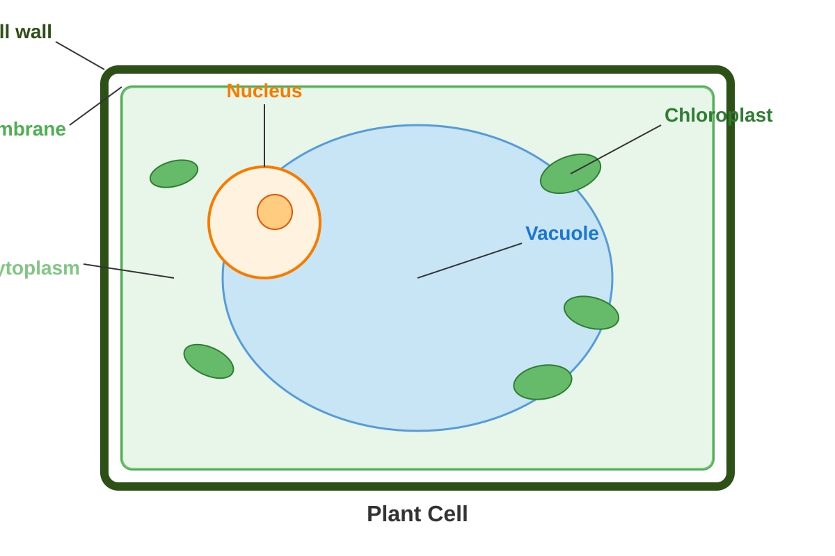 Diagram for Q4 (P6 Science)