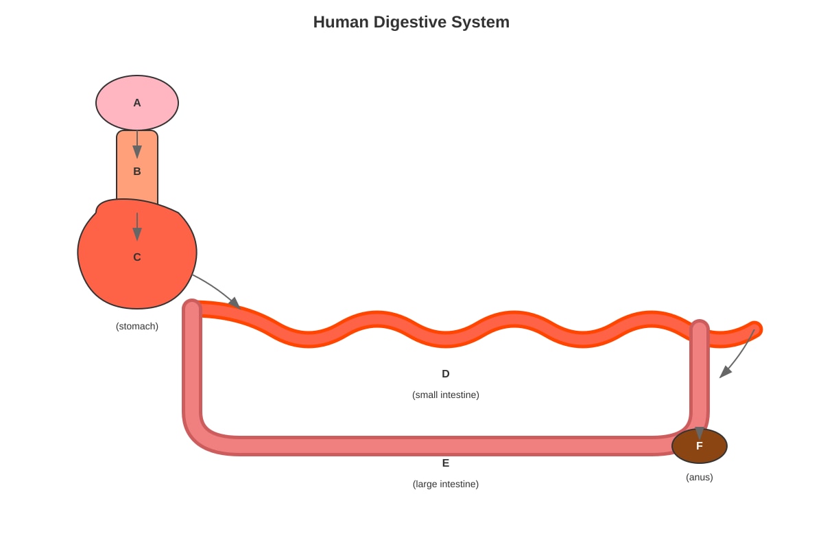 Diagram for Q11 (P4 Science)