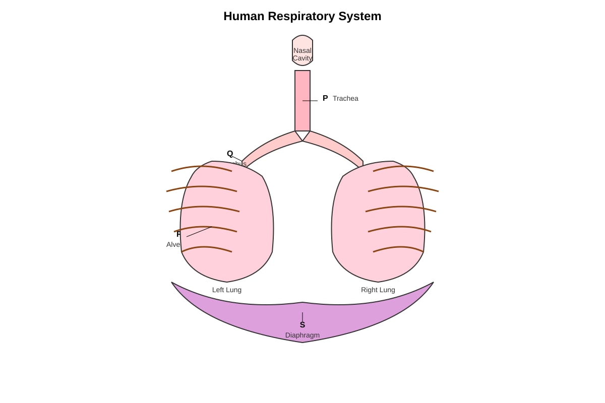 Diagram for Q17 (P5 Science)