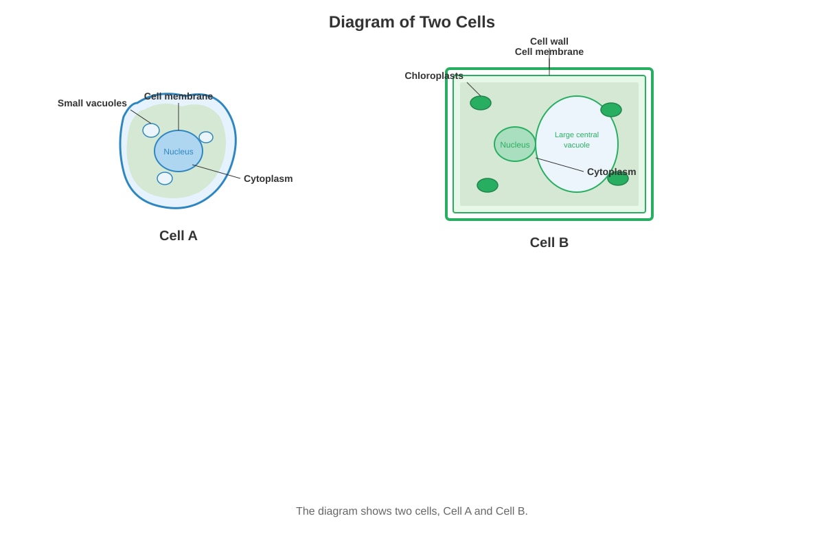 Diagram for Q29 (P6 Science)
