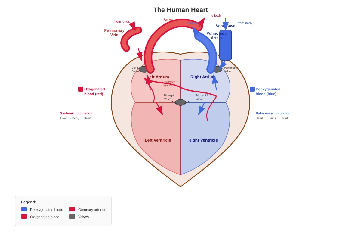 Diagram for Q39 (P5 Science)