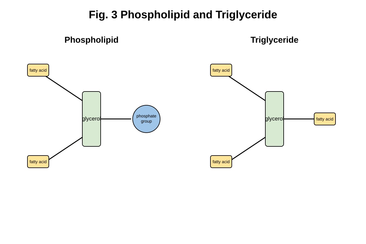 Diagram for Q8 (ALEVEL Biology H1)