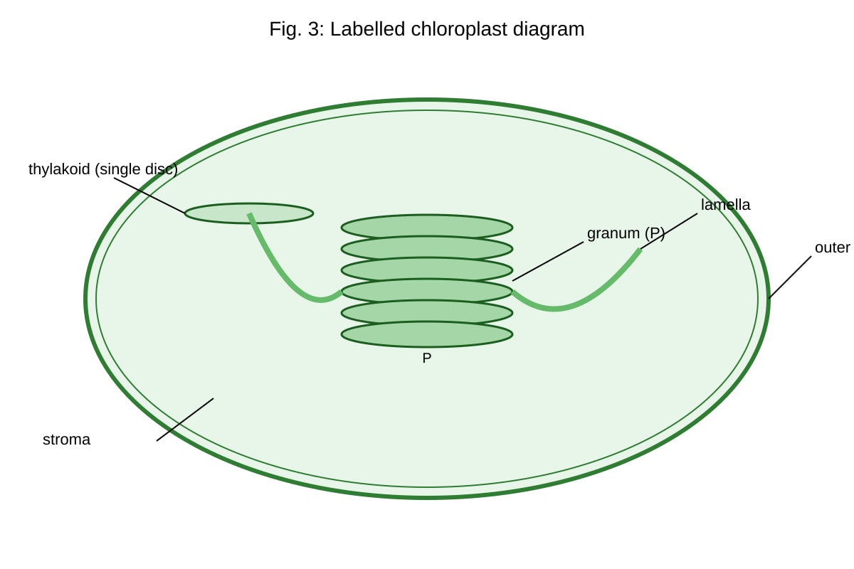 Diagram for Q9 (ALEVEL Biology H1)