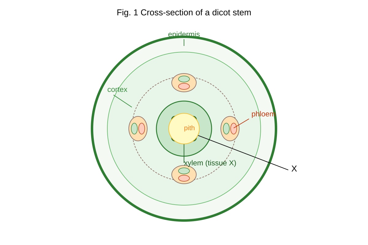 Diagram for Q2 (ALEVEL Biology H1)