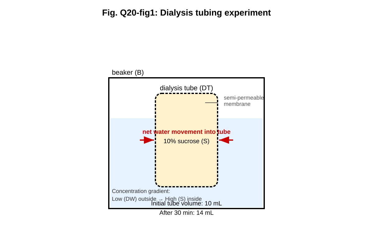 Experimental Setup for Q20 (ALEVEL Biology H2)