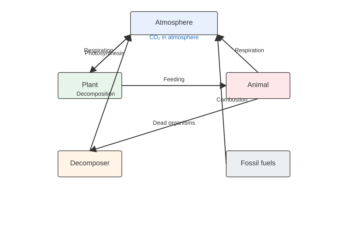Diagram for Q15 (ALEVEL Biology H1)