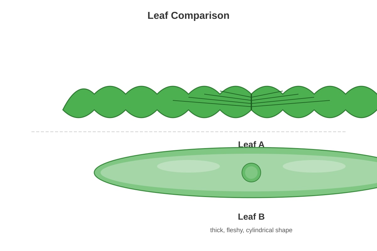 Diagram for Q4 (P5 Science)
