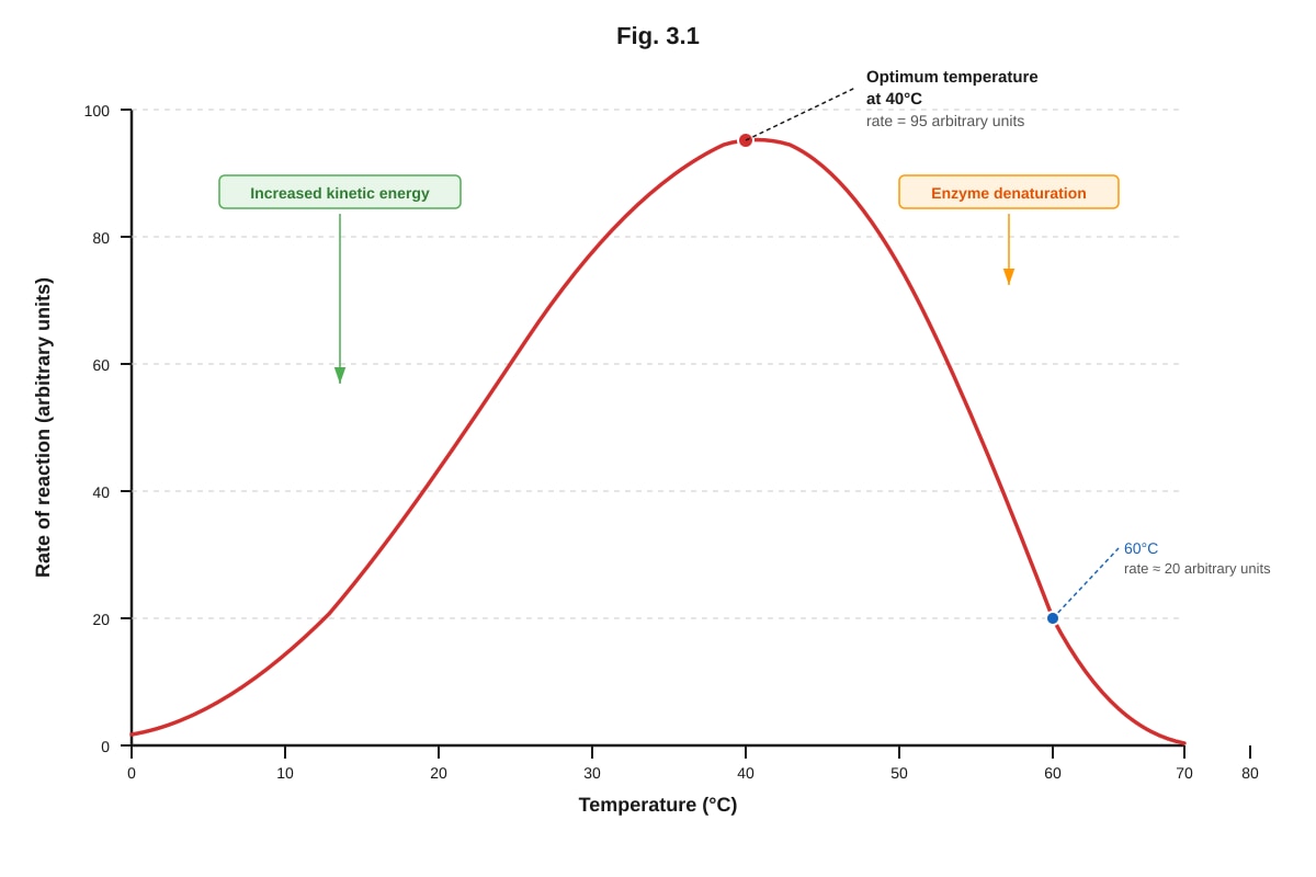 Graph for Q3 (ALEVEL Biology H2)