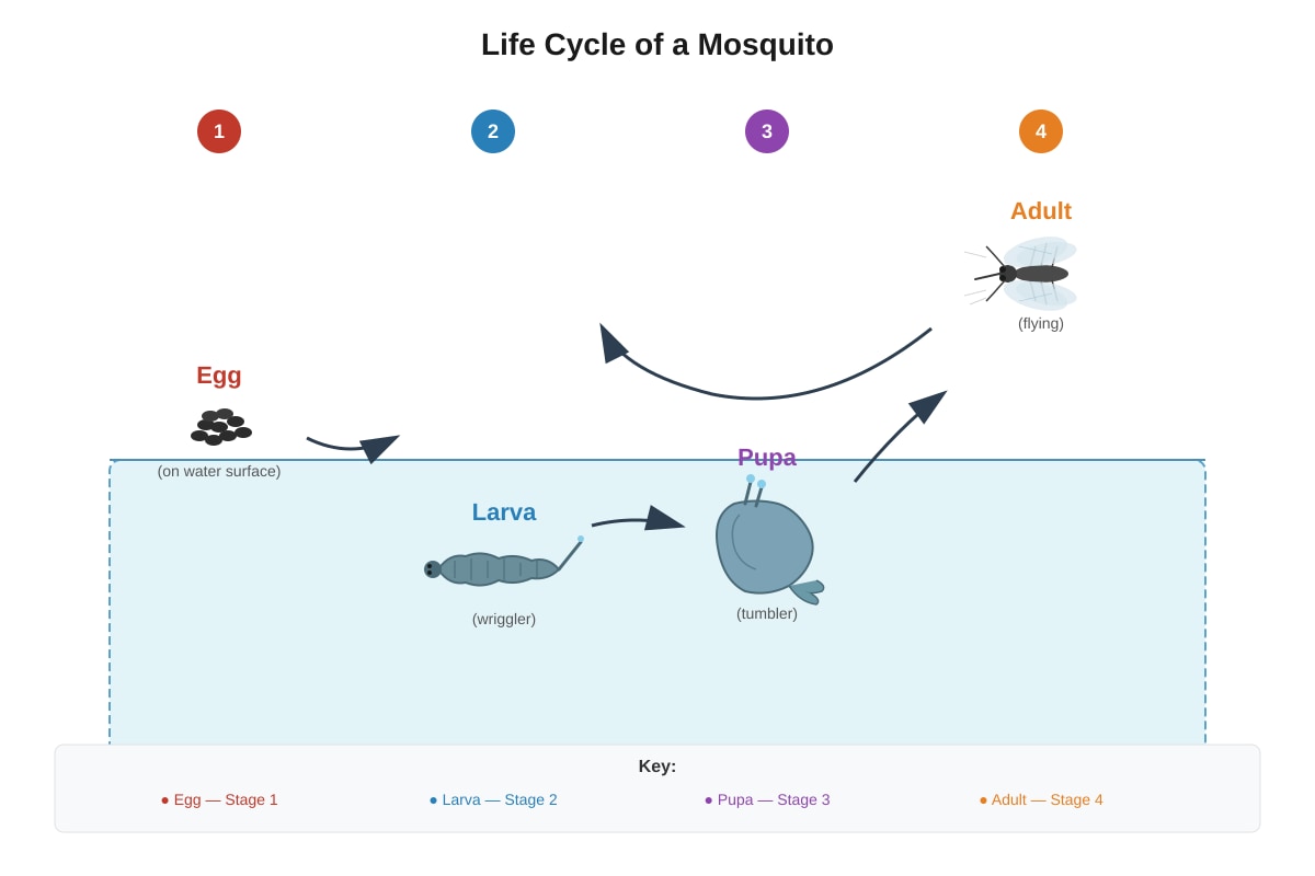 Diagram for Q5 (P4 Science)